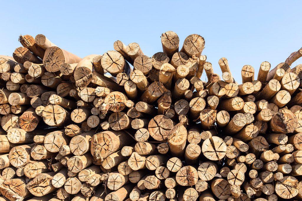ANNOUNCEMENT:  PUBLIC CONSULTATION ESWATINI NATIONAL FOREST MANAGEMENT STANDARD – SECOND PERIOD